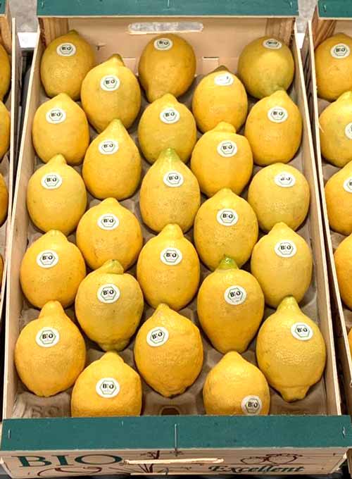 limón ecológico biodinámico en Níjar y Los Gallardos-joseantonioarcos.es