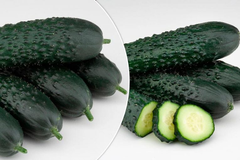 Basf cierra ciclo de pepino español con Olano y Ocana