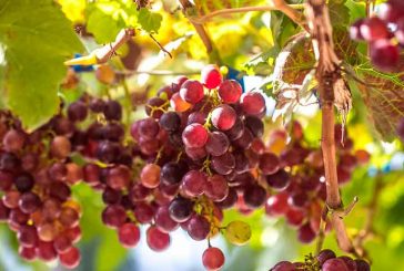 Ifapa recupera variedades de uva autóctonas más resistentes a mildiu y al cambio climático
