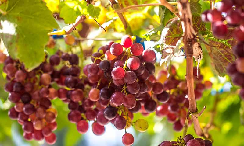 Ifapa recupera variedades de uva autóctonas más resistentes a mildiu y al cambio climático