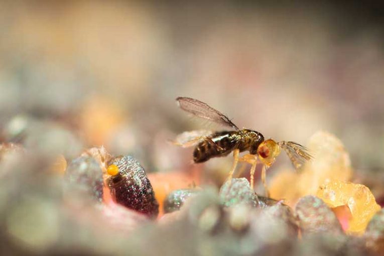 Bioline presenta su última avispa parasitoide