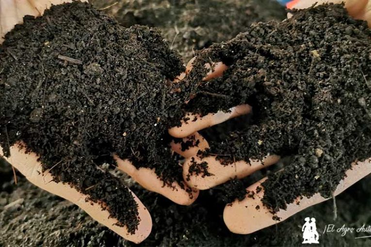 Una plaga de chinches afecta a la mitad de fincas de pimiento y berenjena de Almería