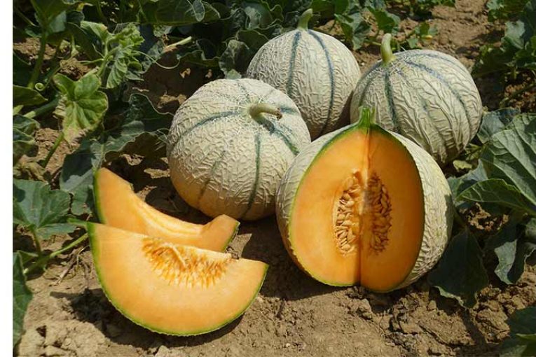 BASF adquirirá ASL, empresa innovadora en la mejora de melón