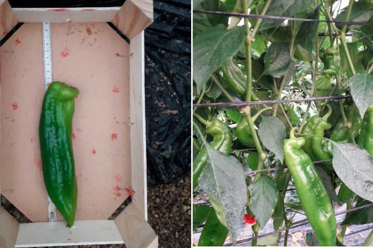 El decisivo papel de los bioestimulantes en la actual agricultura intensiva