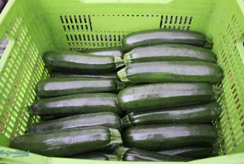 Se solicita la extensión de norma para dejar en el mercado solo las primeras