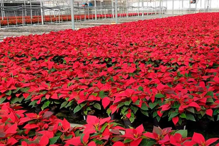 ¡Ayuda al sector ornamental con un pascuero esta Navidad!