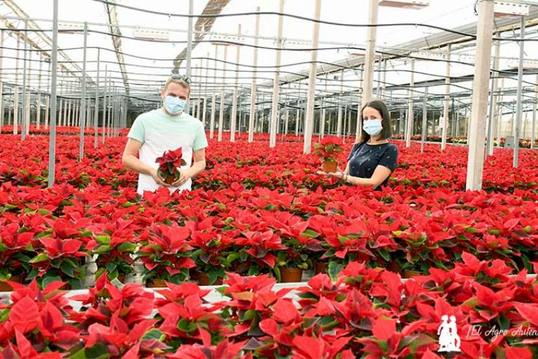 El sector ornamental se la juega esta Navidad. ¡A comprar pascueros!