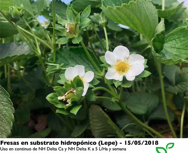 Fresa en Huelva tratada con la tecnología NHDelta de Ecoculture. /joseantonioarcos.es