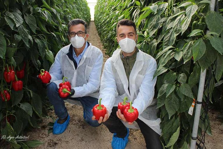 Clause sigue aportando valor en pimiento con el nuevo Fision
