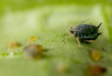 El control de hormigas en la lucha biológica contra el micropulgón
