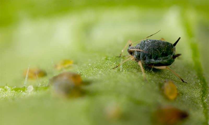 El control de hormigas en la lucha biológica contra el micropulgón
