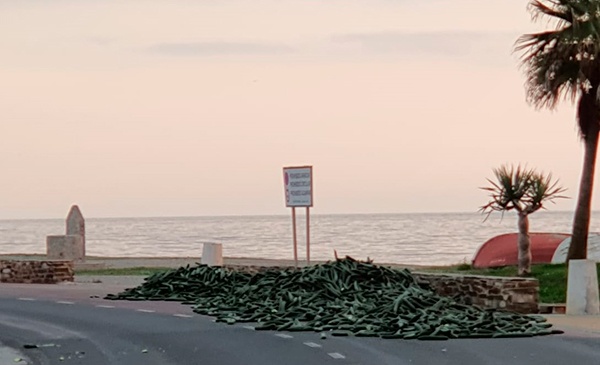 Pepinos destruidos en la costa de Granada por los bajos precios. /joseantonioarcos.es