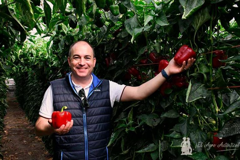 Seminis saca su “pimiento perfecto”. Se llama Arael