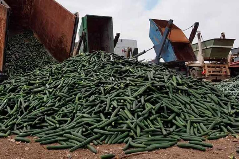 Almería y Granada acuerdan retirar del mercado el 30% del pepino