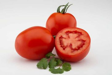 Azovian es el nuevo tomate pera de gran calibre de Nunhems
