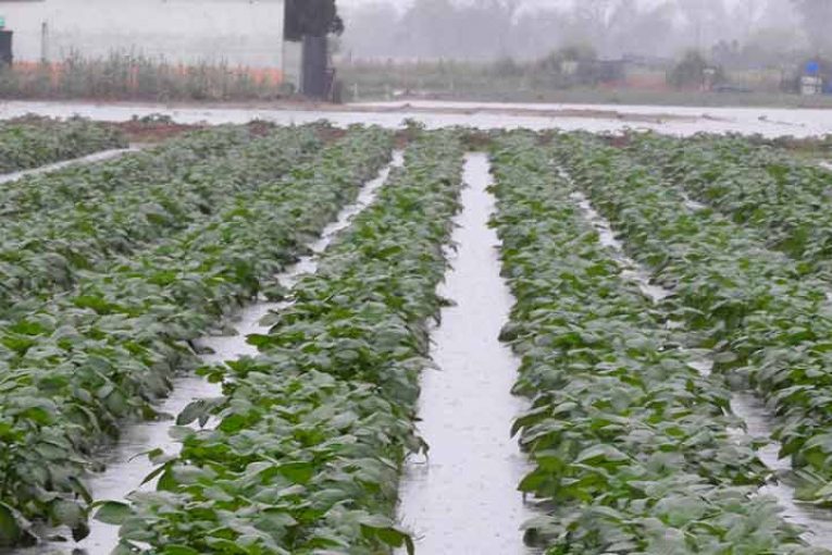 Los agricultores del Llobregat sin ayuda y con 'el agua al cuello'