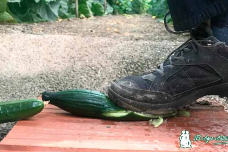 El pepino holandés sigue sin levantar cabeza