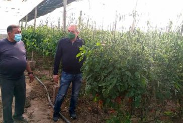 Más de 100 hectáreas dañadas por las heladas en Níjar