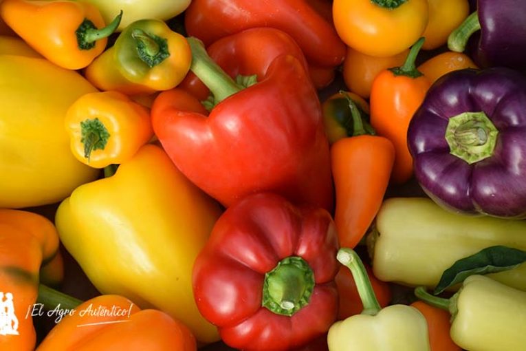 ¿Qué factores influyen en el sabor de las frutas y hortalizas?