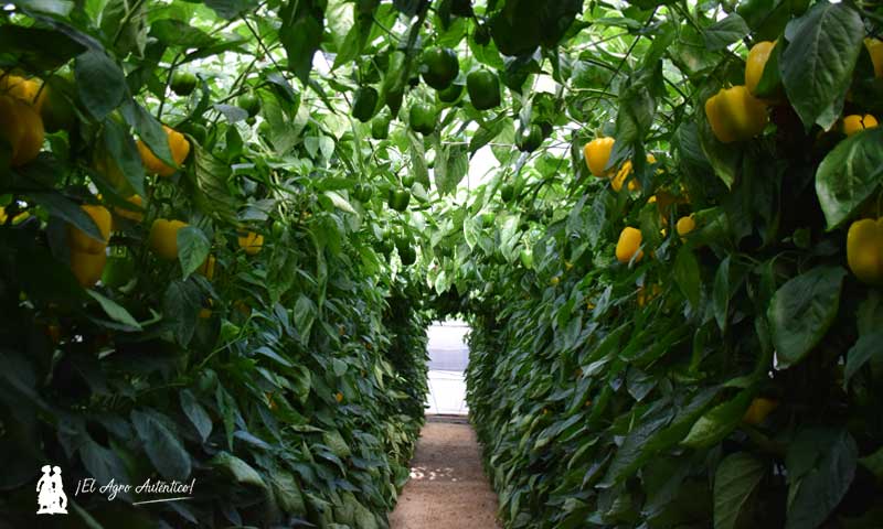 6 de cada 10 hortalizas que se comen los europeos se cultivan en los invernaderos solares del Sur de Europa-joseantonioarcos.es