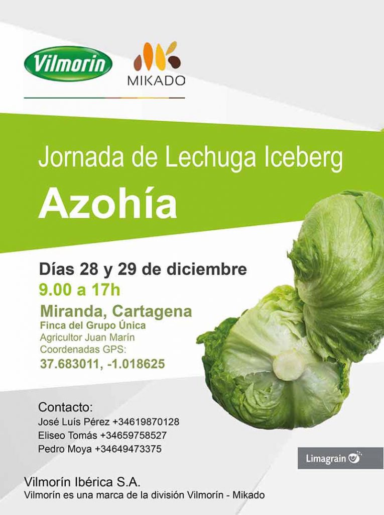 Lechuga iceberg Azohia de Vilmorin-joseantonioarcos.es