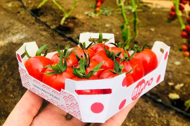 Nippo inaugura el concepto de tomate fundente