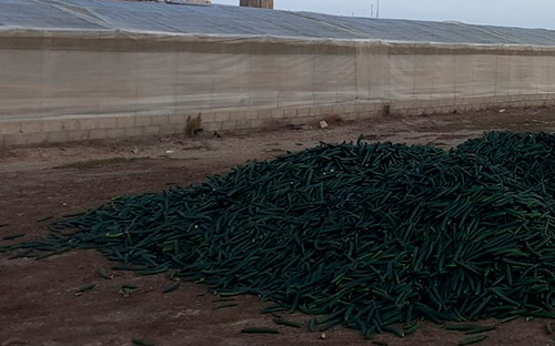 Crisis de precios en el pepino tipo Almería. /joseantonioarcos.es
