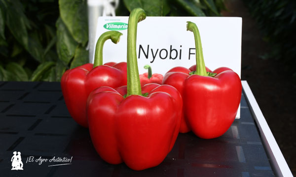 Frutos de pimiento Nyobi. /joseantonioarcos.es