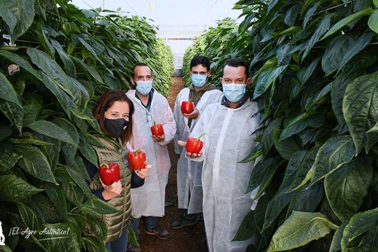 Vilmorin suma resistencias con oídio y nematodos en su nuevo Nyostar
