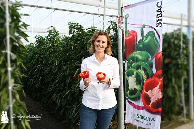 Llega el primer california rojo de Sakata para Almería
