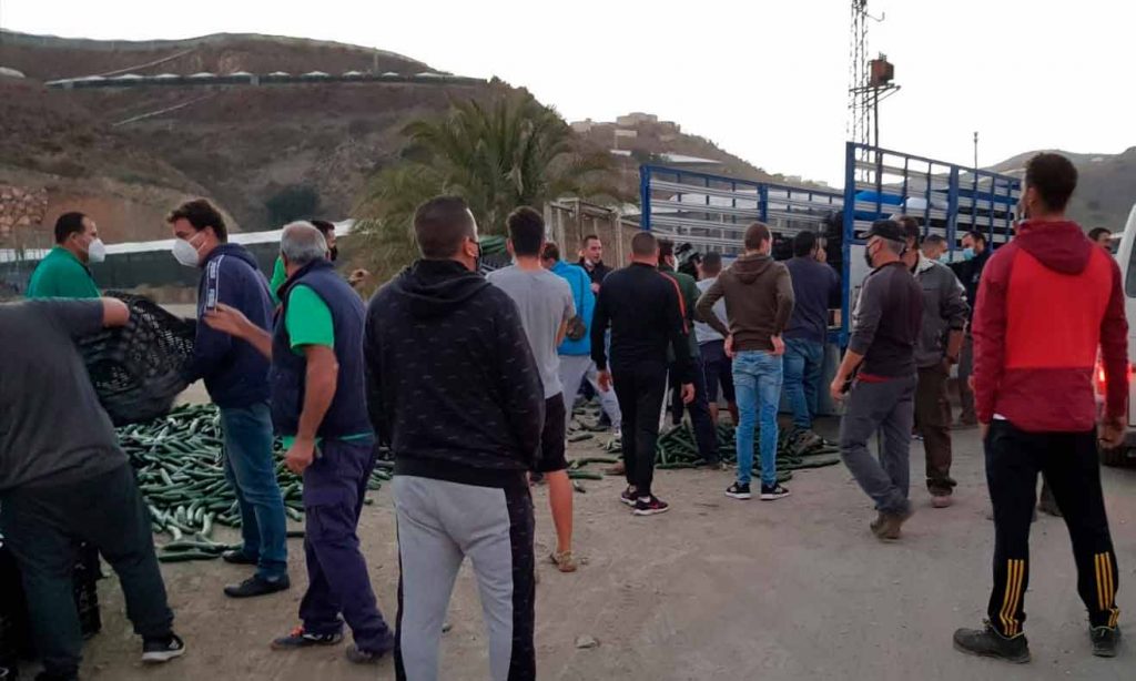 Pepinos destruidos por los bajos precios en la costa de Granada. /joseantonioarcos.es