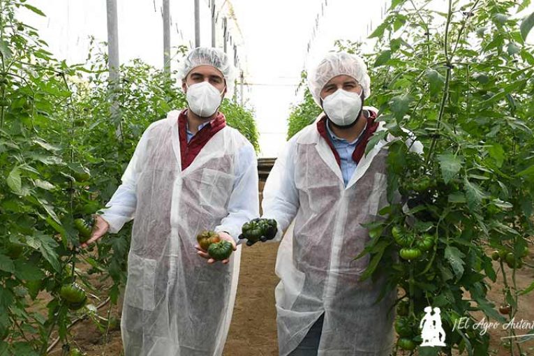 El temprano Ambrosía revoluciona el mercado del Raf