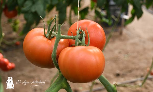 Tomate Khloe de Agrinature. /joseantonioarcos.es