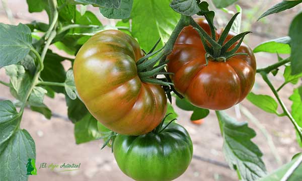 Tomate Solymar de Agrinature. /joseantonioarcos.es