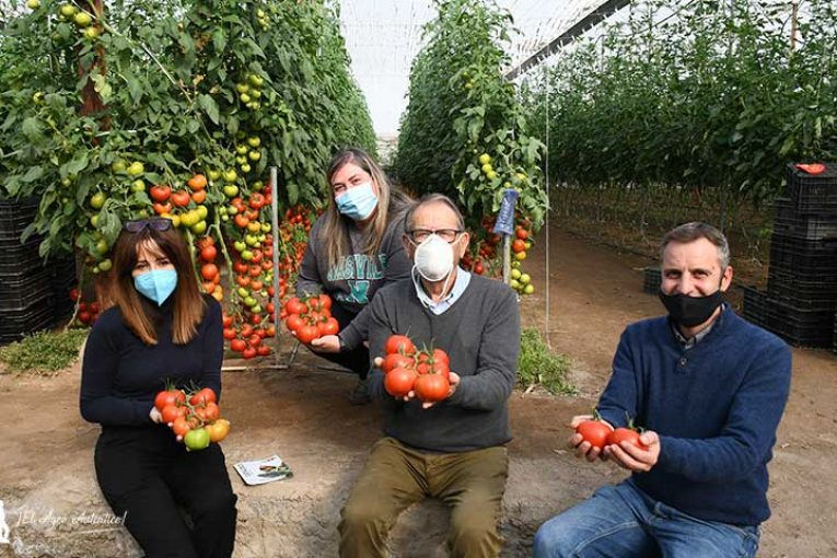 El nuevo tomate Wangari emerge de la vitrina de Agrinature