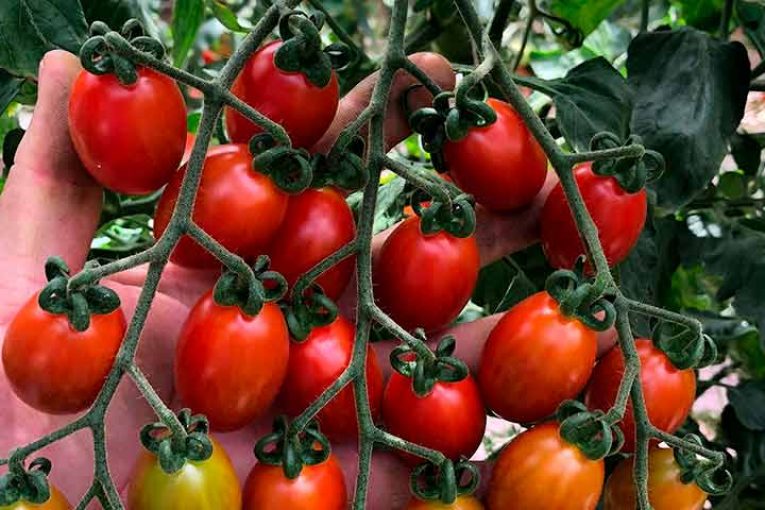 BASF presenta en México su primera variedad resistente al rugoso del tomate
