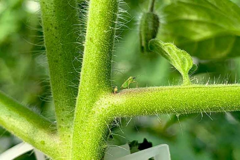 Estrategias para alimentar al Nesi en invierno y controlar la Tuta en primavera