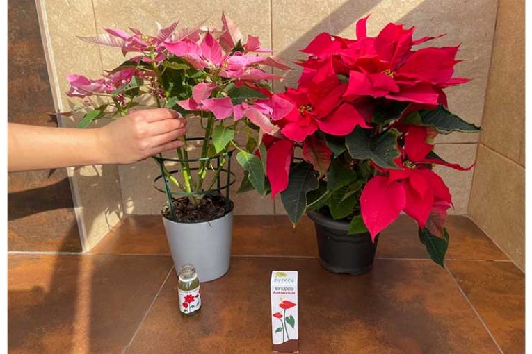 Vellsam alarga la vida útil de la poinsettia en el hogar