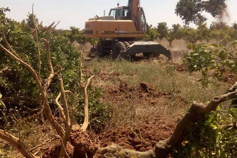 Los agricultores valencianos dejan de cultivar cinco campos de fútbol al día