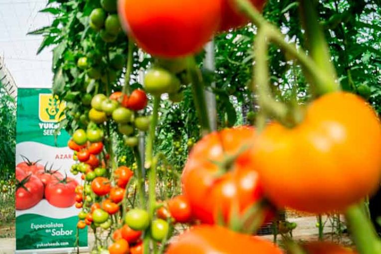Yuksel presenta Azarbe, su nueva variedad de tomate suelto