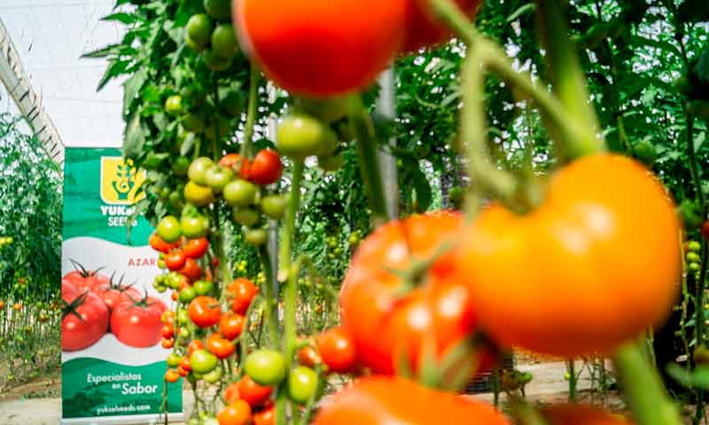 Yuksel presenta Azarbe, su nueva variedad de tomate suelto