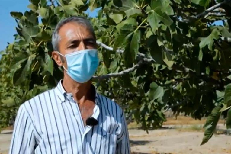Soluciones al virus del mosaico en higuera