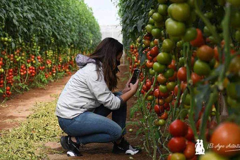 Efectos de un buen macerado en el crecimiento y desarrollo del cultivo