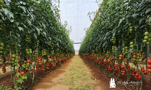 Cultivo de tomate en invernaderos de Almería. /joseantonioarcos.es