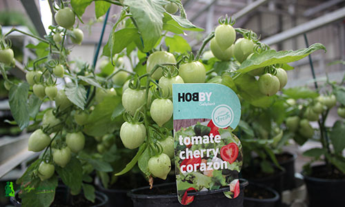 Hobby Fresh Tomate corazón Saliplant. /joseantonioarcos.es