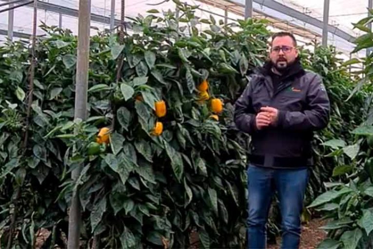 Recomendaciones para proteger el cultivo ante la caída de las temperaturas