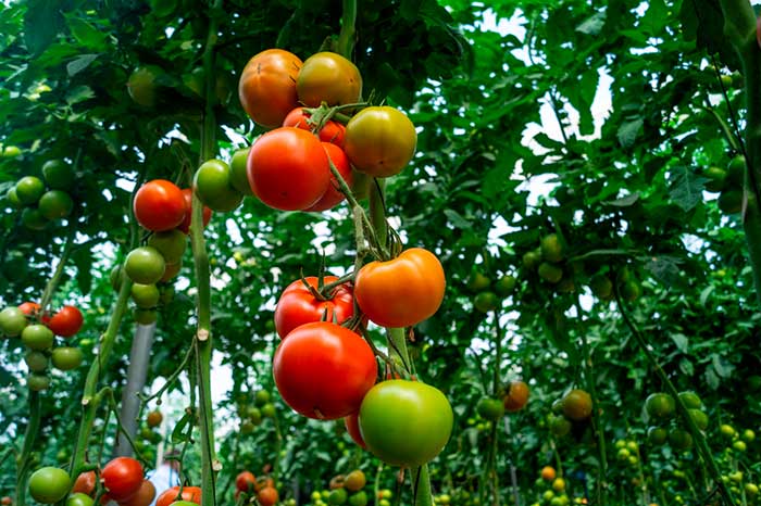 Azarbe es el nuevo tomate suelto de Yuksel Semillas. /joseantonioarcos.es