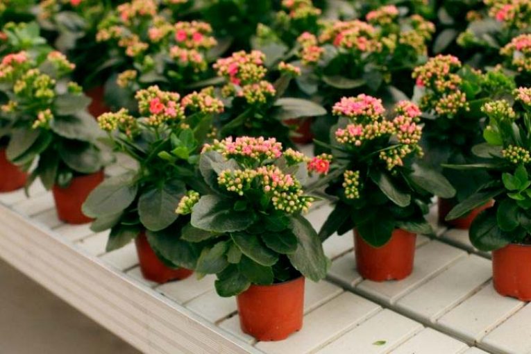 El sector ornamental es considerado como esencial