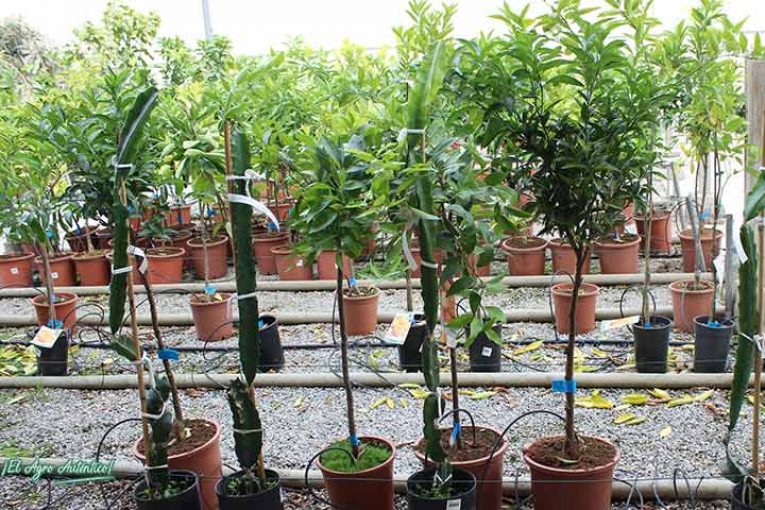 El sector de flor y planta con caída del mercado nacional y cierres en Europa