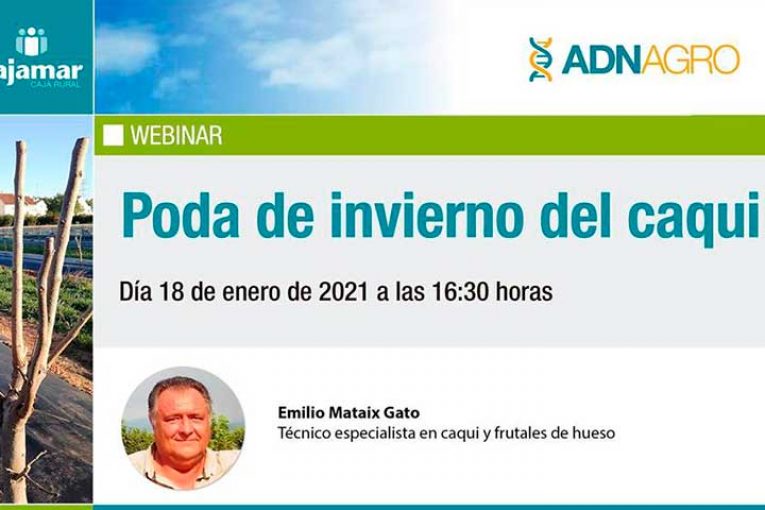 Día 18 de enero. Poda del caqui